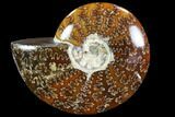 Polished, Agatized Ammonite (Cleoniceras) - Madagascar #88062-1